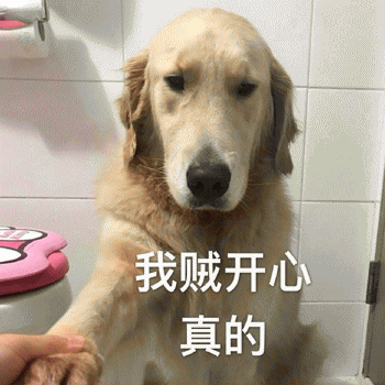 狗狗表情包带字 [这双狗眼看透太多了]