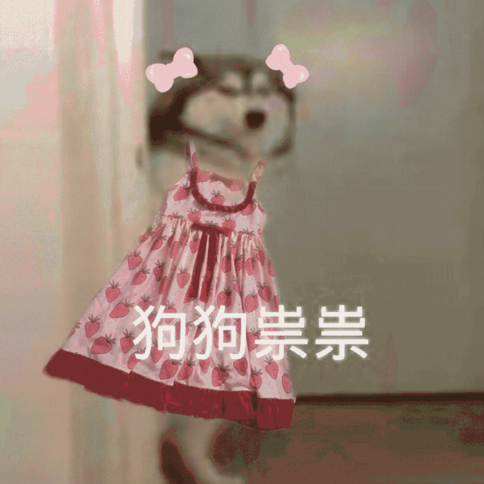 狗狗祟祟表情包 [各种变装的狗狗试探表情]