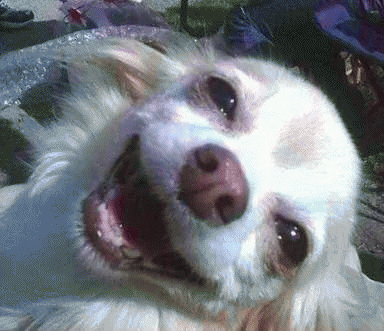 吉娃娃表情包 [我想这是用表情包的最高境界]