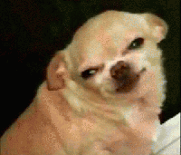 吉娃娃表情包 [我想这是用表情包的最高境界]