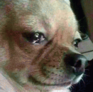 吉娃娃表情包 [我想这是用表情包的最高境界]