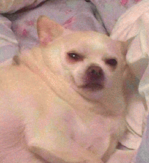 吉娃娃表情包 [我想这是用表情包的最高境界]