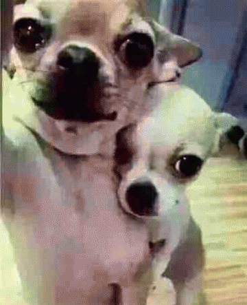 吉娃娃表情包 [我想这是用表情包的最高境界]