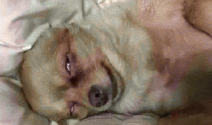 吉娃娃表情包 [我想这是用表情包的最高境界]