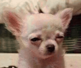 吉娃娃表情包 [我想这是用表情包的最高境界]