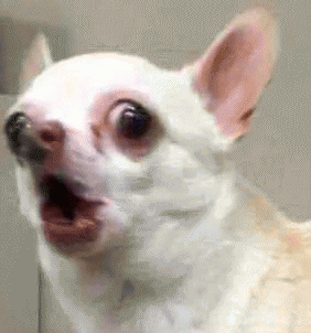 吉娃娃表情包 [我想这是用表情包的最高境界]