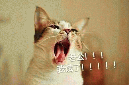 猫咪喊老公的表情包 [悄咪咪的偷窥老公]