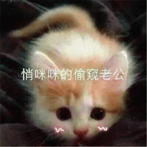 猫咪喊老公的表情包 [悄咪咪的偷窥老公]
