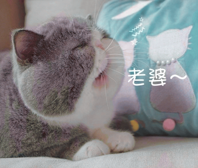 英国短毛猫情侣恩爱聊天表情包