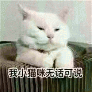 猫咪萌系表情包 [我小猫咪无话可说]