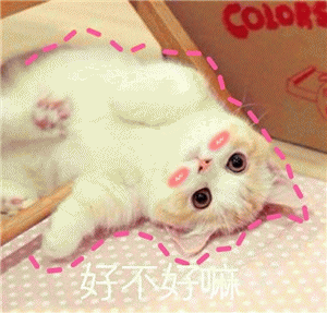 猫咪萌系表情包 [我小猫咪无话可说]