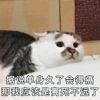 日常吸猫表情包 [哈哈哈哈哈哈 你没我萌吧！]