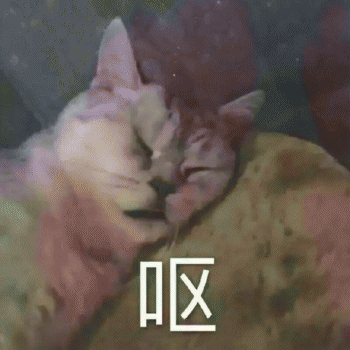 日常吸猫表情包 [哈哈哈哈哈哈 你没我萌吧！]