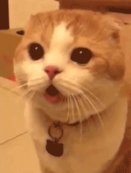 猫咪卖萌表情包GIF [最近很火的猫咪动图] 全套100张