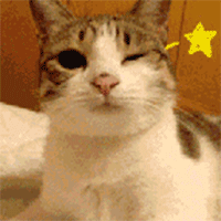 猫咪卖萌表情包GIF [最近很火的猫咪动图] 全套100张