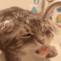 猫咪卖萌表情包GIF [最近很火的猫咪动图] 全套100张