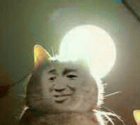 猫咪带字表情包[最近很火的表情包猫都在这里]全套200张