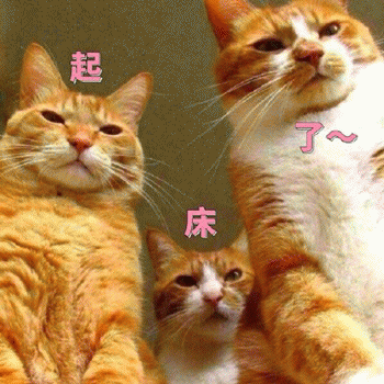 起床了表情包 [猫咪围观喊你起床啦]
