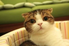 呆萌宠物小猫咪图片