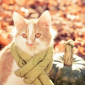 今冷了搞笑猫咪都带围脖了