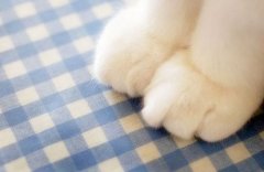 猫咪可爱萌的猫爪子温馨萌图