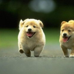 呆萌可爱的小狗狗图片