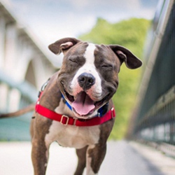 萌萌可爱的狗狗图片大全