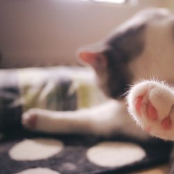 可爱文艺唯美小动物猫咪图片大全