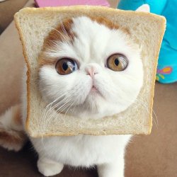 搞笑呆萌圆滚滚大脸猫咪图片