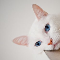 可爱唯美意境猫咪图片大全