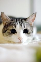 唯美可爱的猫咪大全图片