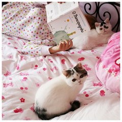 呆呆的憨憨的猫咪宝贝