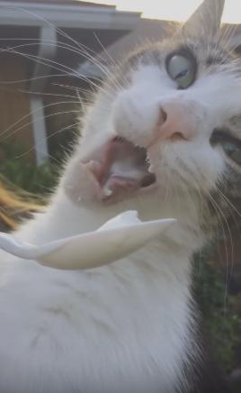 猫喝酸奶的好处和坏处