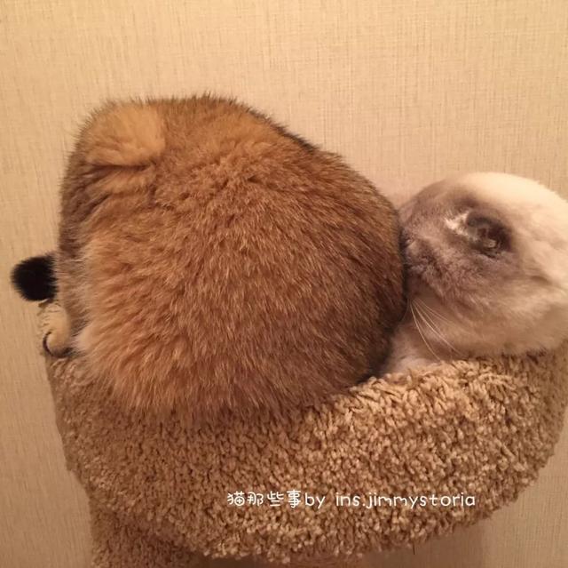 一只猫咪是如何成功上位的？