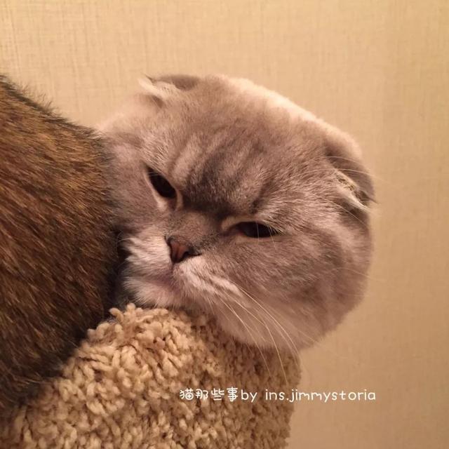 一只猫咪是如何成功上位的？