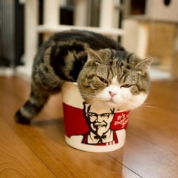 阴柔可爱的宠物猫搞笑图片合集