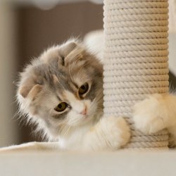 宠物猫的价格介绍