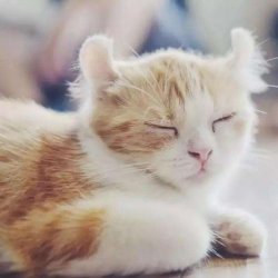 养猫有哪些好处？这些好处可能你没有看到