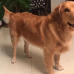 金毛犬夏季掉毛严重怎么办