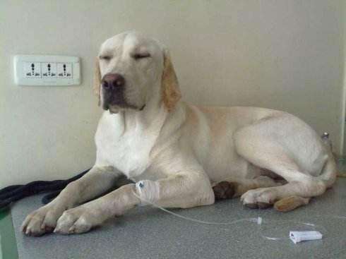 狗狗胰腺炎怎么治疗(狗狗胰腺炎的治疗方法)