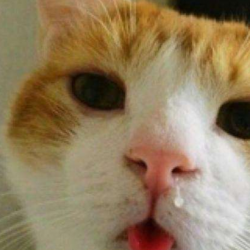 <b>猫咪感冒打喷嚏怎么办(小猫感冒症状能自愈吗</b>