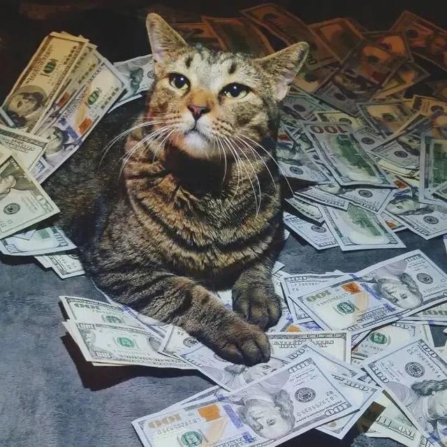 520，作为一只单身喵，有它真香！