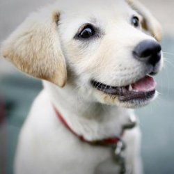 狗会笑吗(狗狗到底会不会笑)