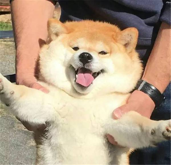 狗会笑吗(狗狗到底会不会笑)