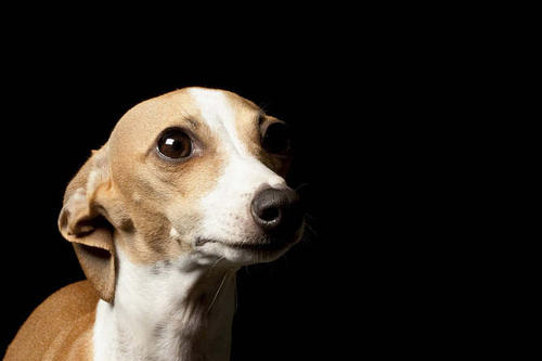 世界上跑的最快的狗狗(意大利灵缇犬) 世界上跑的最快的狗狗(意大利灵缇犬)