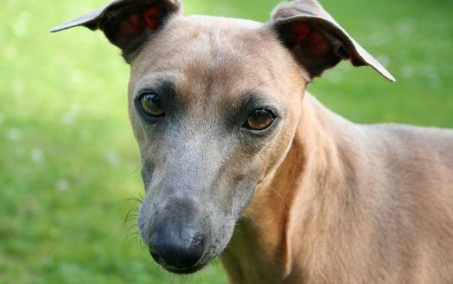 世界上跑的最快的狗狗(意大利灵缇犬) 世界上跑的最快的狗狗(意大利灵缇犬)