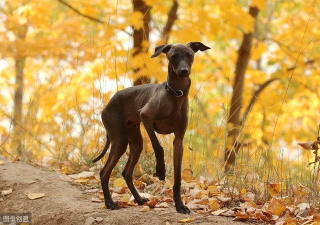 二郎神的哮天犬之灵缇,你了解多少?