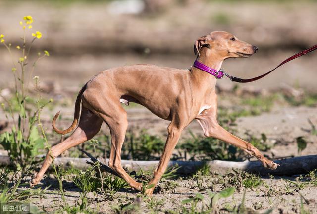 二郎神的哮天犬之灵缇,你了解多少?