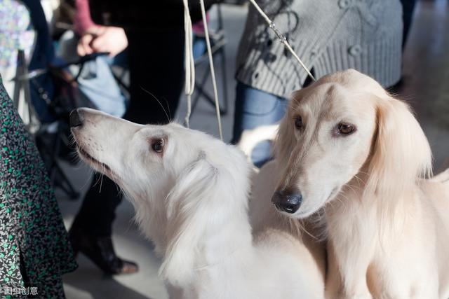 二郎神的哮天犬之灵缇,你了解多少?