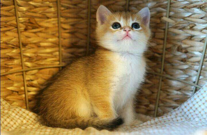 2至6月幼猫喂养方法(幼猫喂养指南) 2至6月幼猫喂养方法(幼猫喂养指南)